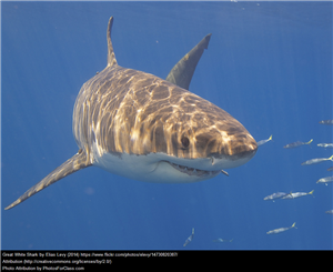 Sharks and Humans: A Love-Hate Story