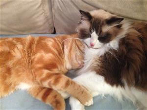 How we should all get along